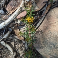 Persoonia chamaepeuce (Dwarf Geebung) at Cotter River, ACT - 12 Feb 2023 by WalterEgo
