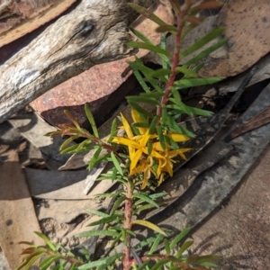 Persoonia chamaepeuce at Cotter River, ACT - 12 Feb 2023
