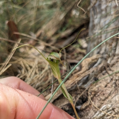 Diplodium aestivum (Long-tongued Summer Greenhood) at Cotter River, ACT - 12 Feb 2023 by WalterEgo