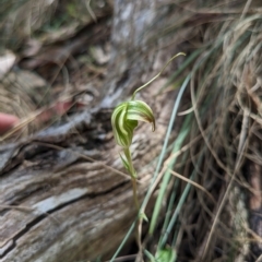 Diplodium aestivum at Cotter River, ACT - suppressed