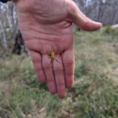 Plebs bradleyi (Enamelled spider) at Paddys River, ACT - 12 Feb 2023 by WalterEgo