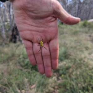 Plebs bradleyi at Paddys River, ACT - 12 Feb 2023 10:15 AM