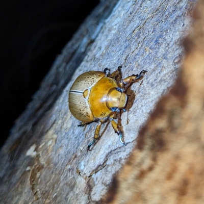 Anoplognathus porosus (Porosus Christmas beetle) at Kambah, ACT - 16 Feb 2023 by HelenCross
