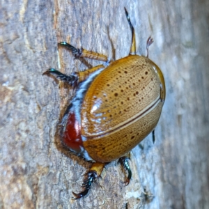 Anoplognathus porosus at Lions Youth Haven - Westwood Farm A.C.T. - suppressed