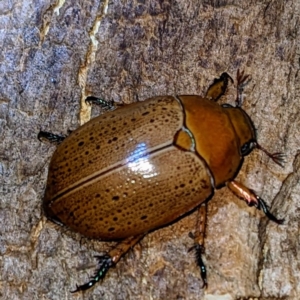 Anoplognathus porosus at Lions Youth Haven - Westwood Farm A.C.T. - suppressed