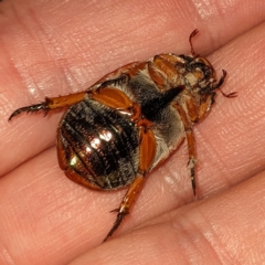 Anoplognathus porosus at Lions Youth Haven - Westwood Farm A.C.T. - 16 Feb 2023