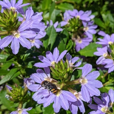 Lipotriches (Austronomia) australica at Sydney, NSW - 16 Feb 2023 by Paperbark native bees