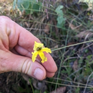 Goodenia paradoxa at Cotter River, ACT - 12 Feb 2023