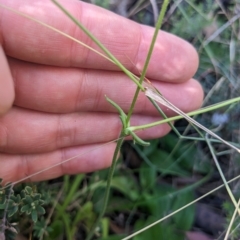 Goodenia paradoxa at Cotter River, ACT - 12 Feb 2023