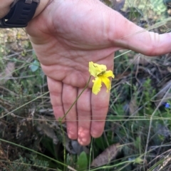 Goodenia paradoxa at Cotter River, ACT - 12 Feb 2023