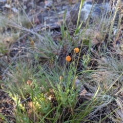 Hypericum gramineum (Small St Johns Wort) at Cotter River, ACT - 12 Feb 2023 by WalterEgo