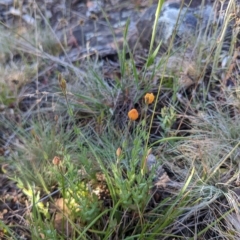 Hypericum gramineum (Small St Johns Wort) at Namadgi National Park - 11 Feb 2023 by WalterEgo