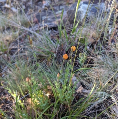 Hypericum gramineum (Small St Johns Wort) at Cotter River, ACT - 12 Feb 2023 by WalterEgo