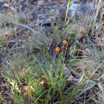 Hypericum gramineum (Small St Johns Wort) at Cotter River, ACT - 11 Feb 2023 by WalterEgo