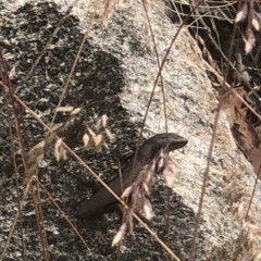 Liopholis montana (Tan-backed Skink) at Cotter River, ACT - 16 Feb 2023 by BrianHerps