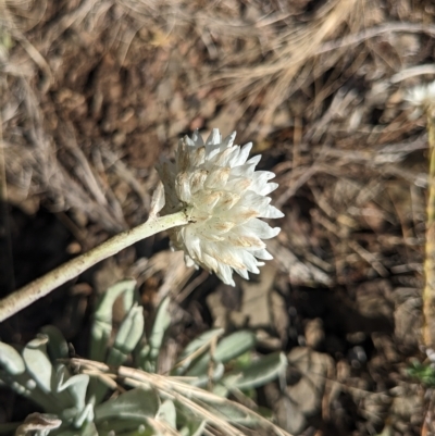 Leucochrysum alpinum (Alpine Sunray) at Cotter River, ACT - 11 Feb 2023 by WalterEgo