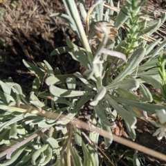 Leucochrysum alpinum at Cotter River, ACT - 12 Feb 2023