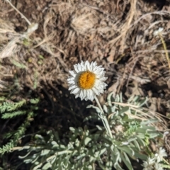 Leucochrysum alpinum at Cotter River, ACT - 12 Feb 2023 09:37 AM