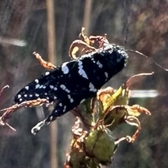 Psychanisa baliodes (A Case moth) at Pialligo, ACT - 16 Feb 2023 by Pirom