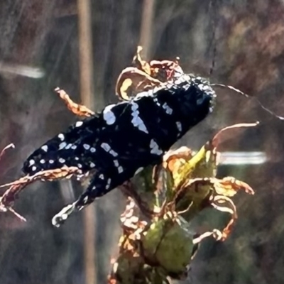 Psychanisa baliodes (A Case moth) at Mount Ainslie - 16 Feb 2023 by Pirom