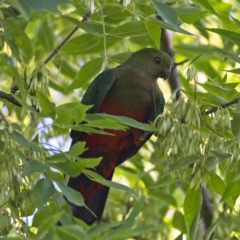 Alisterus scapularis (Australian King-Parrot) at Higgins Woodland - 16 Feb 2023 by Trevor