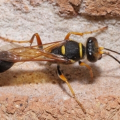 Unidentified Sand or digger wasp (Crabronidae & Sphecidae) at Wellington Point, QLD - 11 Feb 2023 by TimL