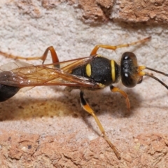 Sceliphron formosum (Formosum mud-dauber) at Wellington Point, QLD - 12 Feb 2023 by TimL