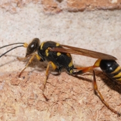 Sceliphron formosum at Wellington Point, QLD - suppressed