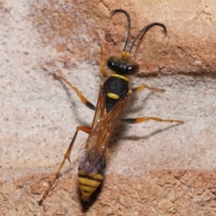 Sceliphron formosum at Wellington Point, QLD - suppressed