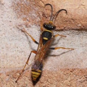 Sceliphron formosum at Wellington Point, QLD - suppressed