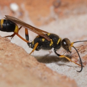 Sceliphron formosum at Wellington Point, QLD - suppressed