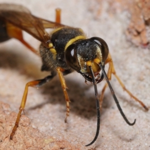 Sceliphron formosum at Wellington Point, QLD - suppressed