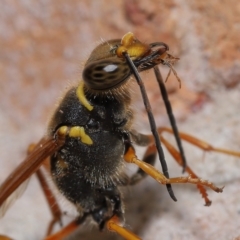 Unidentified Sand or digger wasp (Crabronidae or Sphecidae) at Wellington Point, QLD - 11 Feb 2023 by TimL