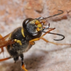 Sceliphron formosum at Wellington Point, QLD - suppressed