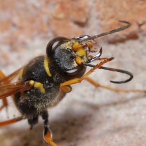 Sceliphron formosum at Wellington Point, QLD - suppressed