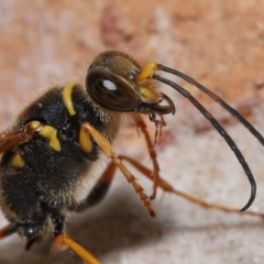 Sceliphron formosum at Wellington Point, QLD - suppressed