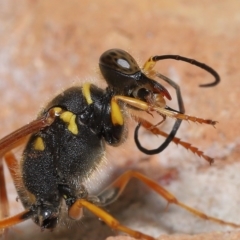 Sceliphron formosum at Wellington Point, QLD - suppressed