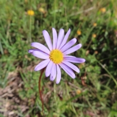 Calotis scabiosifolia var. integrifolia (Rough Burr-daisy) at Namadgi National Park - 15 Feb 2023 by MatthewFrawley