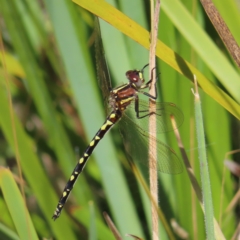 Synthemis eustalacta (Swamp Tigertail) at Namadgi National Park - 15 Feb 2023 by MatthewFrawley