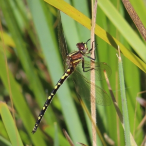 Synthemis eustalacta at Paddys River, ACT - 16 Feb 2023 10:32 AM