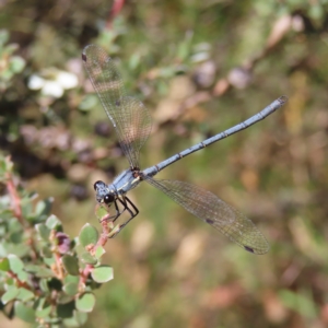 Griseargiolestes intermedius at Paddys River, ACT - 16 Feb 2023