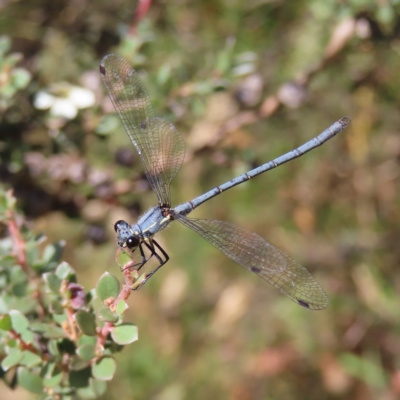 Griseargiolestes intermedius (Alpine Flatwing) at Paddys River, ACT - 16 Feb 2023 by MatthewFrawley