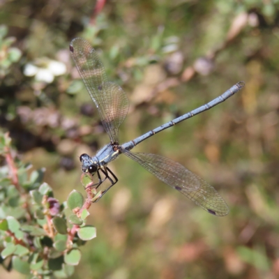 Griseargiolestes intermedius (Alpine Flatwing) at Paddys River, ACT - 16 Feb 2023 by MatthewFrawley