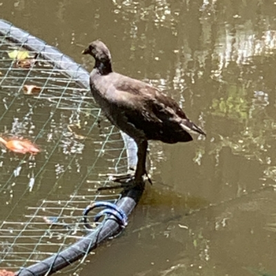 Gallinula tenebrosa (Dusky Moorhen) at Cooroy, QLD - 15 Feb 2023 by gwnoosa