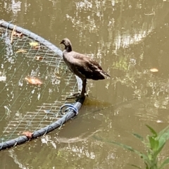 Gallinula tenebrosa at Cooroy, QLD - suppressed