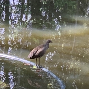 Gallinula tenebrosa at Cooroy, QLD - 15 Feb 2023