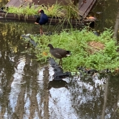 Gallinula tenebrosa at Cooroy, QLD - suppressed
