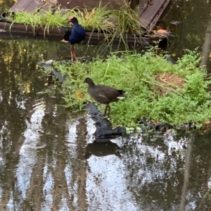 Gallinula tenebrosa at Cooroy, QLD - suppressed