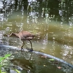 Gallinula tenebrosa at Cooroy, QLD - suppressed