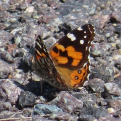 Vanessa kershawi (Australian Painted Lady) at Paddys River, ACT - 16 Feb 2023 by MatthewFrawley